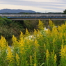 写真エッセイ：すすきと泡立草２：泡立草優勢地