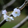 十月桜の記録