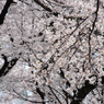 小金井桜　#2