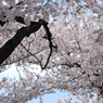 小金井桜　#3