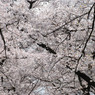 小金井桜　#4