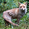 キツネの衣替え