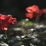 庭の花(朝露に輝いて）