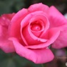 薔薇らしい色