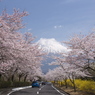 富士へ続く桜並木
