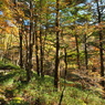 PA190196