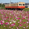 秋桜と旧型気動車