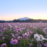 日の出前の秋桜