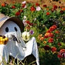花園のハロウィン
