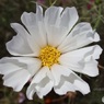 変わった花弁