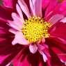 複雑な花弁