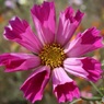 筒状の花弁