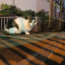 しろハチ-2