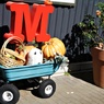 ハロウィンカート