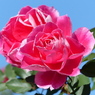 秋の花3(秋バラ1)