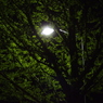 Light＆Green