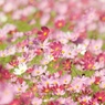いつもの十月　３