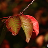 紅葉の季節のはじまりー２