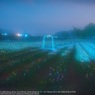 Chapel in tulip field☆