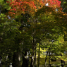 高野山　水向地蔵と紅葉