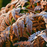 Frost