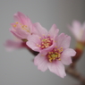 桜の血管