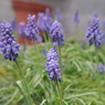IMGP0770
