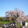 福島の思い出 三春の瀧桜