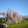 福島の思い出 三春の瀧桜