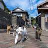 ちょっと待つニャ
