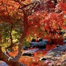 11月紅葉の思い出