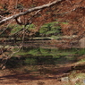 池と木陰