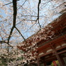 醍醐寺①