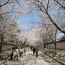 醍醐寺参道①