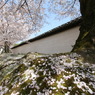 醍醐寺参道②