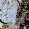 知恩院①