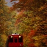 紅葉の中を突き進むあいづ鉄道のキハ！