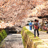 疎水ノ桜