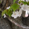 葉桜