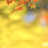 IMG_0202
