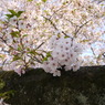 桜＋少し葉桜
