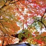 11月の思い出２