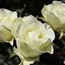 白薔薇