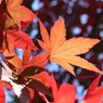 透かして見る紅葉