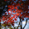 紅に染まり