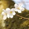 カメラ女子と桜