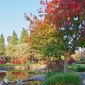 紅葉のモミジとじゃぶじゃぶ池