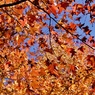 11月の色　２