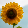 琵琶湖畔の花畑-374