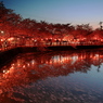 黄昏桜